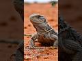 Horned lizard 🦎 #animals #usareels #wildlife #Nature #NatureReels #hornedlizard