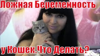 Шотландские кошки.Ложная беременность у Шотландских кошек.Что делать Шотландские кошки.Ложная беременность у Шотландских кошек.Что делать