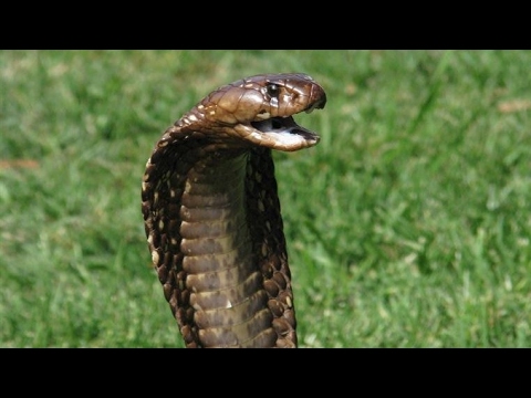 Snake Attack - King Cobra Attack Red Snake and Change Skin - YouTube