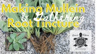 Wildcrafting & Making Mullein Root Tincture