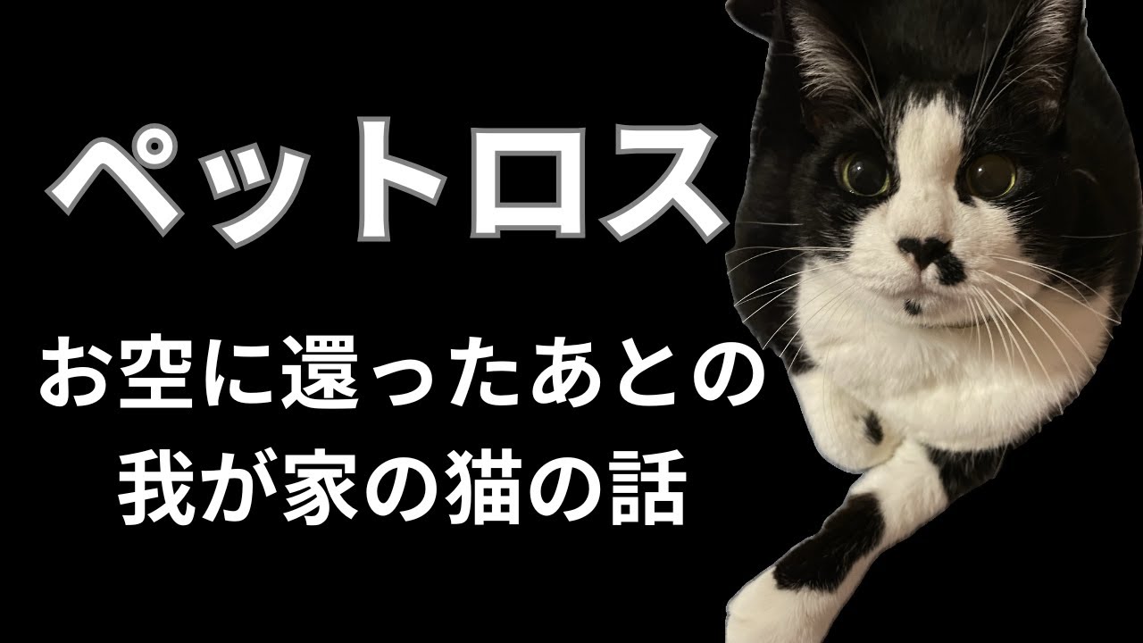 【ペットロス】お空に還った後の我が家の猫の話