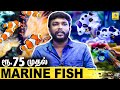 அழகிய கடல் மீன்கள் ஏமாறாமல் எப்படி வாங்கணும்.. MARINE FISH | Chennai