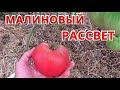 ТОМАТ МАЛИНОВЫЙ РАССВЕТ. Обзор, личный опыт выращивания.