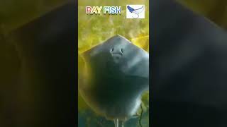 RAY FISH (මඩු මාලු )??seafish rayfisher shorts