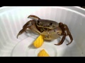 pet crab eating chips