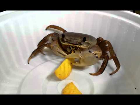 Video pet crab eating chips