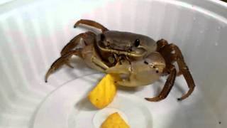 pet crab eating chips