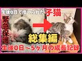 【総集編】生後0日で捨てられていた子猫を緊急保護してから5ヶ月間の成長記録