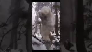 Wild Yeti appeared yeti bigfoot shorts youtubeshorts