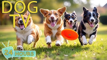 DOG TV for Dogs to Watch: Best Video for Anxiety & Boredom Prevention for Dogs - Relax Music for Dog