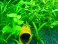 Trofis Aquarium