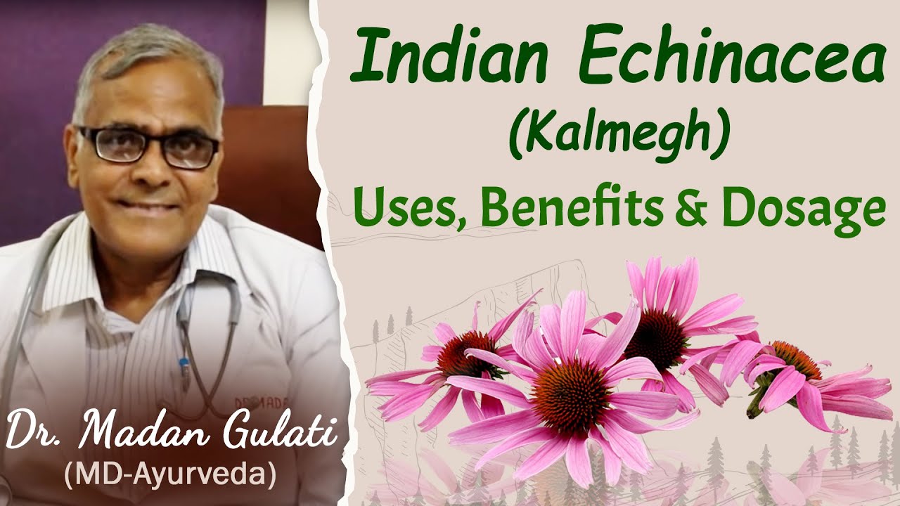 Watch Video Herbal Remedy for Various Disorders-Indian Echinacea,Kalmegha(Andrographis paniculata)