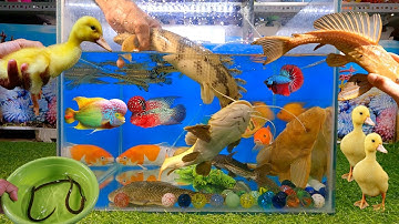 Tổng hợp các video cá cảnh đẹp, động vật dễ thương, cá tàu ngầm abino, vịt, cá lóc nữ hoàng