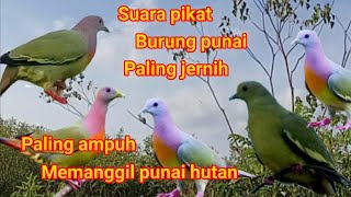 suara pikat burung punai paling ampuh~punai hutan yang mendengar pasti mendekat