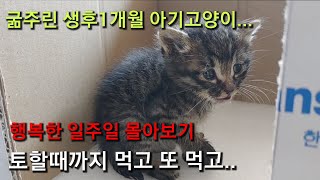 유기묘 많이 먹여서 확대하기