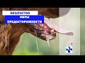 Бешенство! Меры предосторожности. Крым, Симферополь.