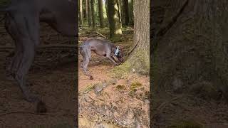 Whippet attacking a tree  #shorts #whippet