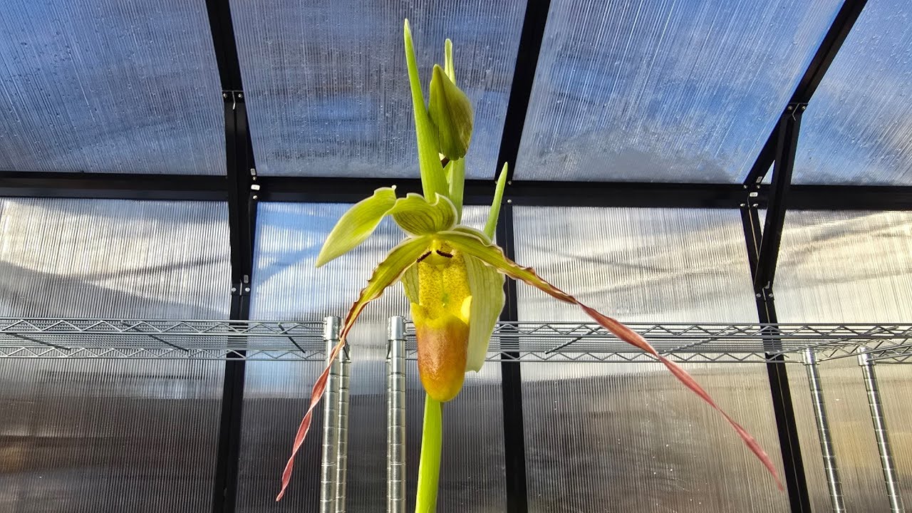 Sophie's Garden 一个半月前烂掉的美洲兜兰现状 Phrag. boissierianum 