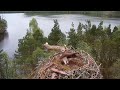 Intruder pale male osprey destroys the eggs of laddie  nc0 loch of the lowes 7 may 2024