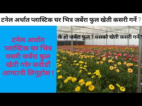 जरबेरा फूल खेती गर्ने तरिका || How To Cultivate Gerbera Flowers In Nepal || Krishi Sandesh