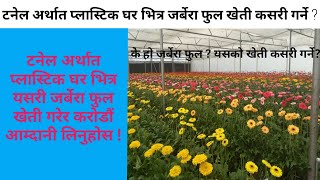 जरबेरा फूल खेती गर्ने तरिका || How To Cultivate Gerbera Flowers In Nepal || Krishi Sandesh