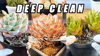 DEEP CLEAN 🌵 Hidden Beauty Beneath Dry Leaves | Relaxing Succulent ASMR (No Talking)