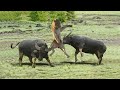 King Lion vs Buffalo Wild Animal Attacks 사자 vs 버팔로