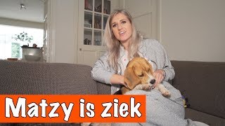 Matzy is ziek! Wat moet je doen als je hond ziek is? | DierenpraatTV