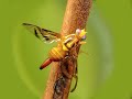 Mosca de la fruta (Ceratitis capitata y Anastrepha fraterculus) UNSA