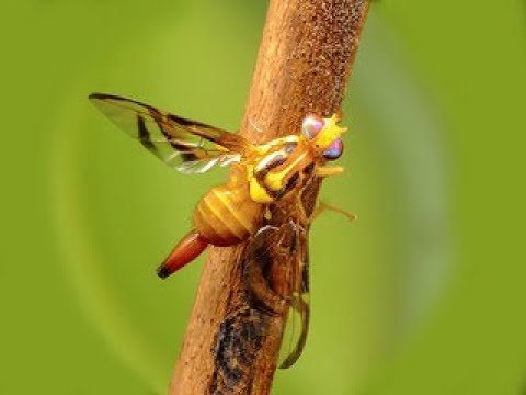 Videó: Az Anastrepha Fraterculus Brazil-1 Morfotípusú Férfiak Bélbakteriális Sokféleségét és élettani Tulajdonságait Az Antibiotikumos Kezelés Befolyásolja