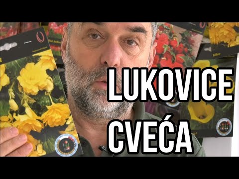 Video: Čuvanje Lukovica Nakon Forsiranja Cvijeća