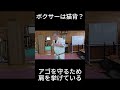 ボクサーは猫背