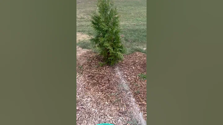 Preventing Winter Burn in Arborvitae #Arborvitae #bushes #trees