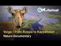 Realm of the volga  a river becomes a sea  full nature documentary