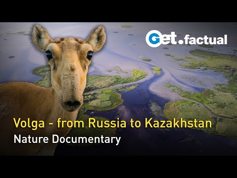 Realm Of The Volga - A River Becomes A Sea | Full Nature Documentary