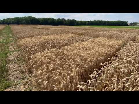 Video: Differenzierte Kreditauszahlung: Berechnungsformel, Leistungen