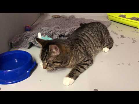 Video: Vergiftiging Bij Katten