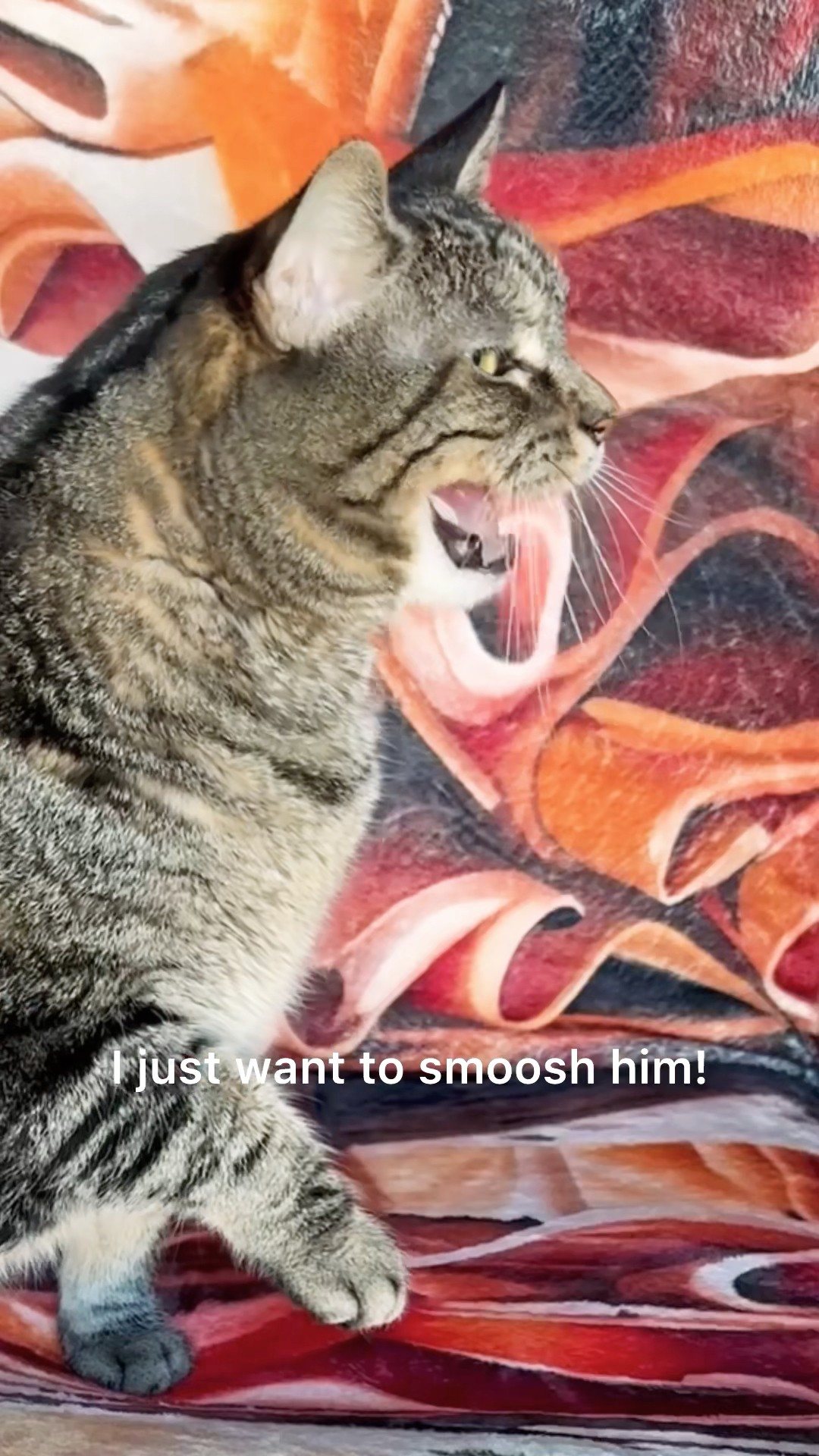 Oh Donut! Penny loves when he’s out for cuddles. #talkingcat