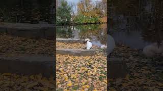 Самое лучшее лекарство..🫠
