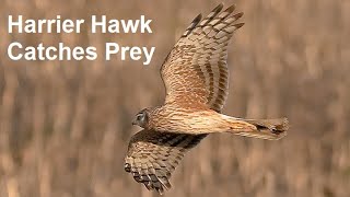 Northern Harrier Hawk Catches Prey - Badlands, South Dakota