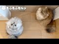 猫が好きなドアが困ったことになりました 【サイベリアン】