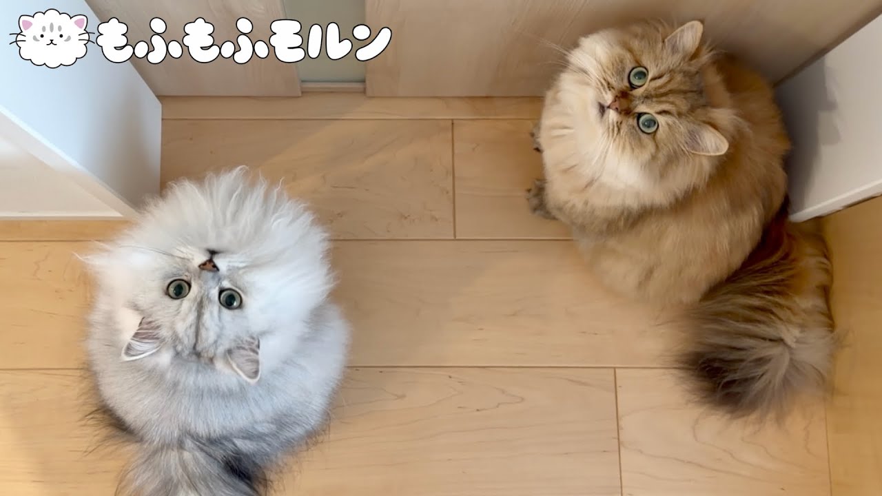 猫が好きなドアが困ったことになりました 【サイベリアン】