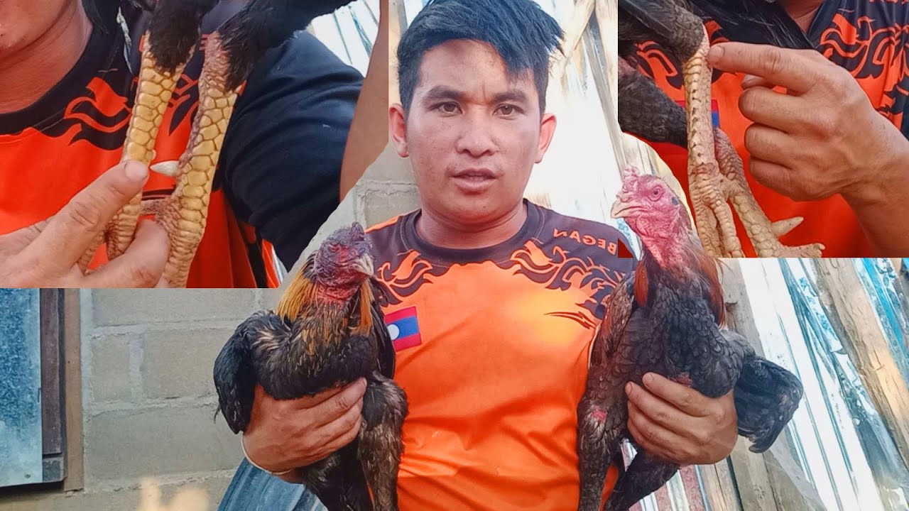 mus yuav lawv tus qaib ntau zoo las loj heev 2.500.000kip los tus cais poj/30/3/2022/