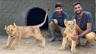 Mini Zoo Main Hmara Lion Agea 😍