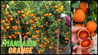 How 36.9 Million Metric Tons Of Mandarin Orange Are Produced Globally?