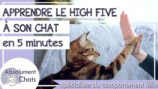 apprendre le high five à son chat en 5 minutes