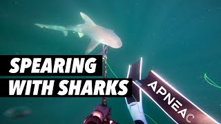 Spearfishing in Murky Water with SHARKS, Sheepshead and Grouper - Freediving