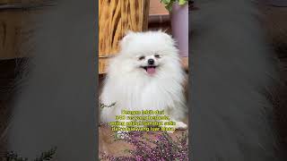 Fakta Unik Anjing #shorts #anjing #dog #viralvideo