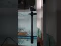 filling my aquarium with water #fish