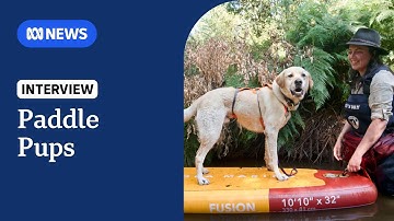 Sniffer dogs on paddleboards help study platypuses | ABC NEWS
